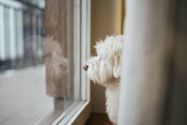 istock Waiting for his owner to come back home 1133595311