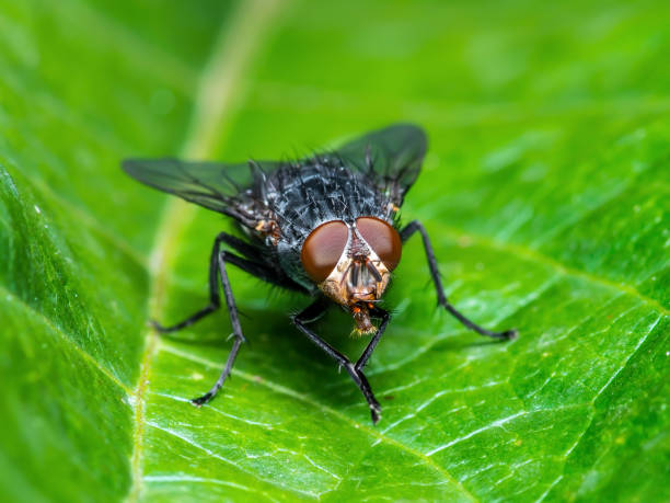 istock Exotic Drosophila Fruit Fly Diptera Insect on Plant Leaf 1133595878