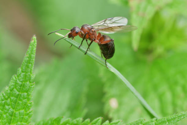 makro las mrówka ze skrzydłami królowej mrówki - ladybug grass leaf close up zdjęcia i obrazy z banku zdjęć