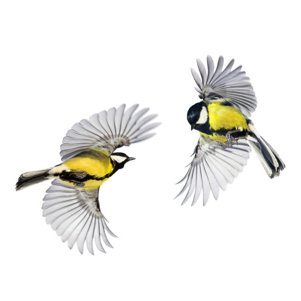 istock two small songbirds tit fly widely spreading feathers and wings on a white isolated background in various poses and views 1133596116