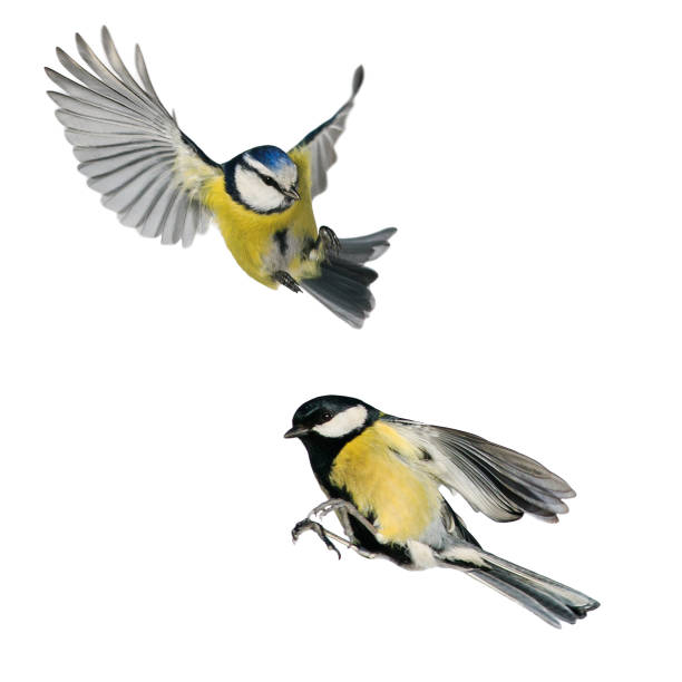 istock two small songbirds tit fly widely spreading feathers and wings on a white isolated background in various poses and views 1133596117