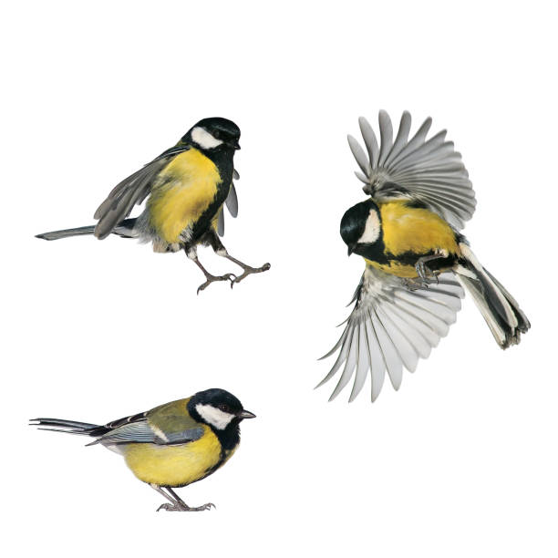 istock three small songbirds tit fly and stand on a white isolated background in various poses and views 1133596131