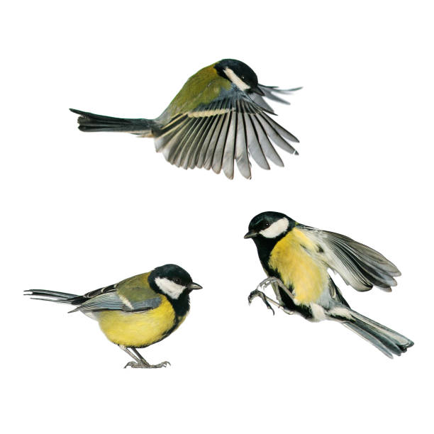 istock three small songbirds tit fly and stand on a white isolated background in various poses and views 1133596133