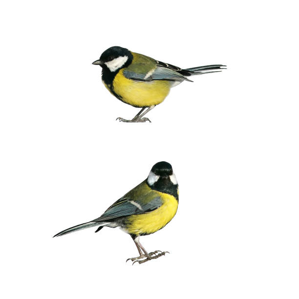istock portrait of two bird Tits standing in different poses on white isolated background 1133596157