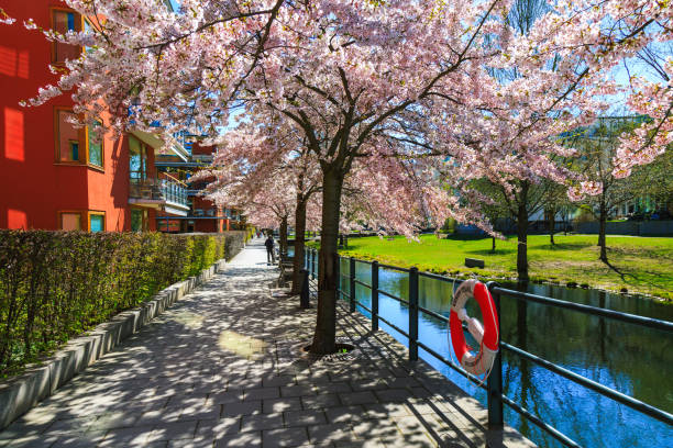 Blooming sakura tree in Stockholm, Hammarby area, Sweden. Traditional swedish houses, walkway street in spring season. Exterior facade of scandinavian buildings, blossoming garden, pink flowers and embankment of canal.