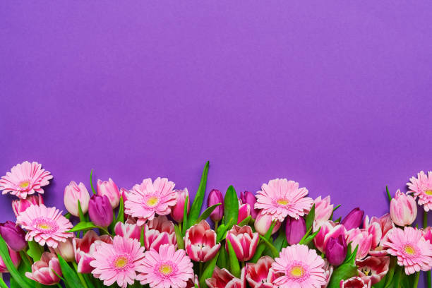pink flowers on violet background. copy space. holiday background. - bouquet tulip greeting card gerbera daisy imagens e fotografias de stock