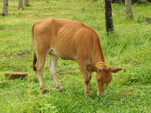 istock Small size Indian cow, Kochi, Kerala 1133597327