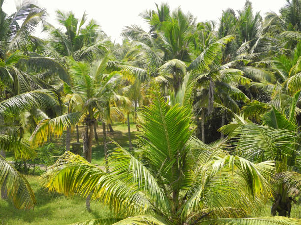 istock Coconut palm grove, Kochi, Kerala 1133597529