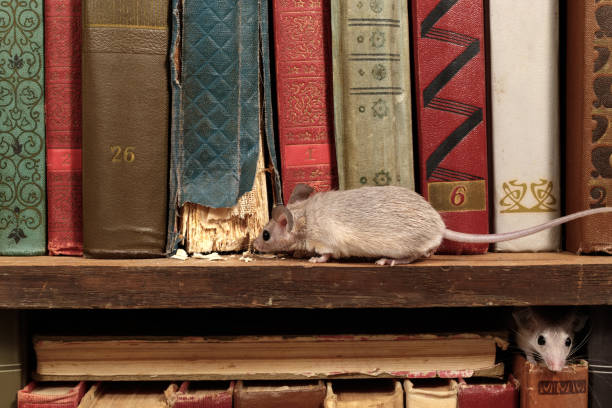 図書館の棚にある古い本の上の2匹の若いネズミをクローズアップする。げっ歯類のコントロールの概念。 - book spine book old in a row ストックフォトと画像