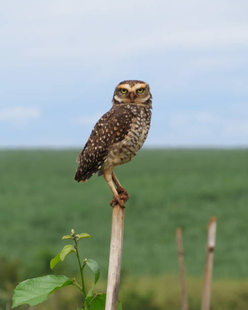 istock Brazilian owl 1133597641