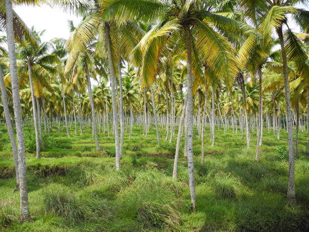 Coconut palm grove, Kochi, Kerala