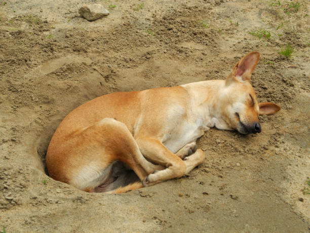 istock Sleeping dog in the sand, Kochi, Kerala 1133597801