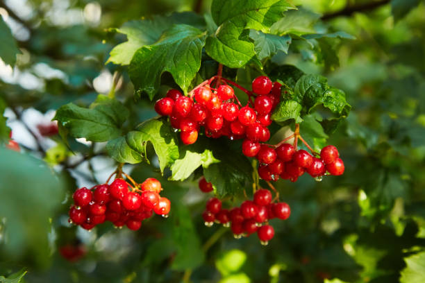 istock Ripe red bunches of viburnum. 1133599685