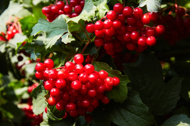istock Ripe red bunches of viburnum. 1133599717