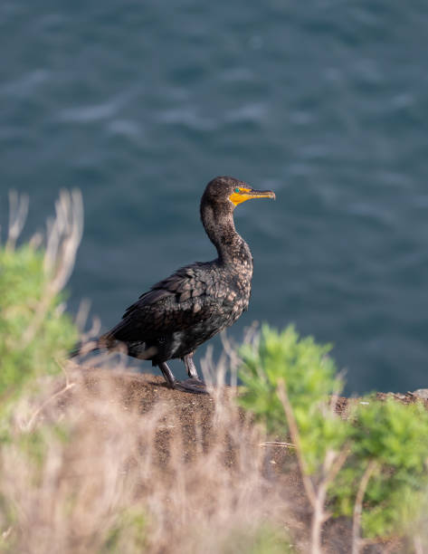 баклан птица, стоящая на солнце - crested cormorant стоковые фото и изображения