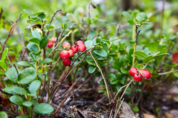 istock Berries of wild cowberry 1133601095