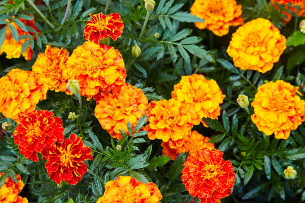 istock orange and yellow marigold flowers 1133601195