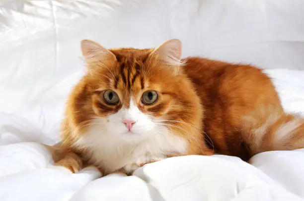 Photo of Big fluffy red cat is resting on the white bed.