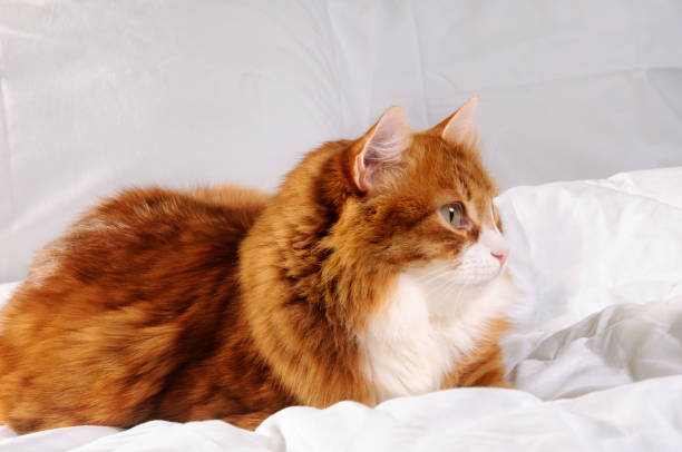 istock Big fluffy red cat is resting on the white bed. 1133601262