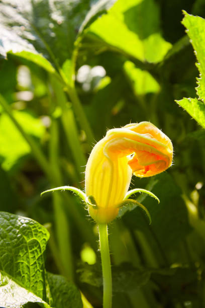 yellow pumpkin flower blooming Big yellow pumpkin flower blooming macro close up. Scientific name Cucurbita. yellow melons field stock pictures, royalty-free photos & images