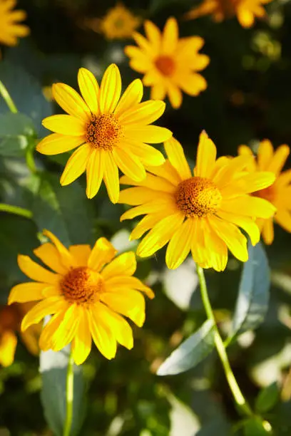 euryops chrysanthemoides, african bush daisy, bright daisy flowers on a bush in full bloom, petals and a yellow core, acute, growing in the garden,