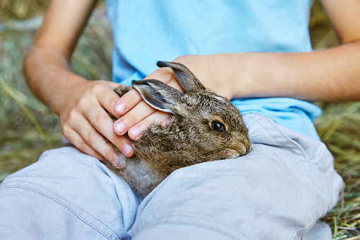 Hands of a peasant boy holding and stroking a baby wild hare, or leveret, against a hay
