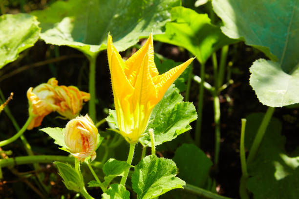 Big yellow pumpkin flower blooming macro close up. Scientific name Cucurbita.