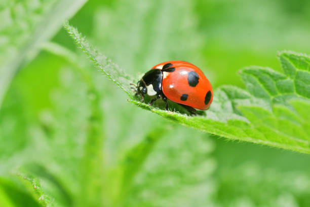 macro detail of ladybird on the green leaf stock photo