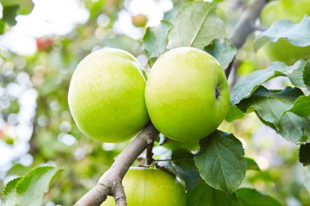istock ripe green apples on a branch 1133601699