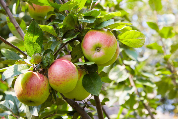 istock ripe red apples on a branch 1133601740