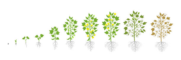 Growth stages of Cotton plant. Plant increase phases. Vector illustration. Gossypium from which cotton is harvested. Ripening period. The life cycle. Use fertilizers. On white background. Growth stages of Cotton plant. Plant increase phases. Vector illustration. Gossypium from which cotton is harvested. Ripening period. The life cycle. Use fertilizers. On white background. It is the agricultural great importance for agriculture, industry and trade. plant root growth cultivated stock illustrations