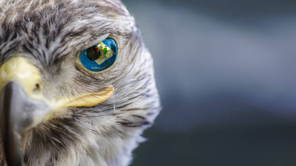 istock Delaware state USA flag on Eagle eye with dispalce 1133602903