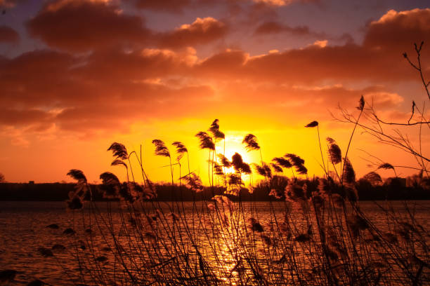 Foreground on pampas grass at the edge of the water with a sky filled with orange clouds