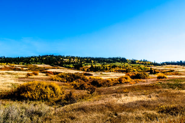 istock Fall colours on the prairies, Cypress County, Alberta, Canada 1133604803