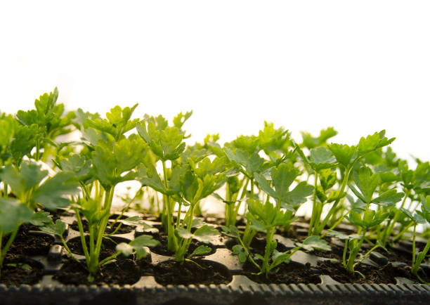 Set with potted parsley plants on white background. Banner design