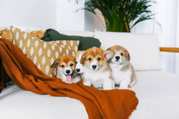 istock Corgi puppies on home couch 1133605202