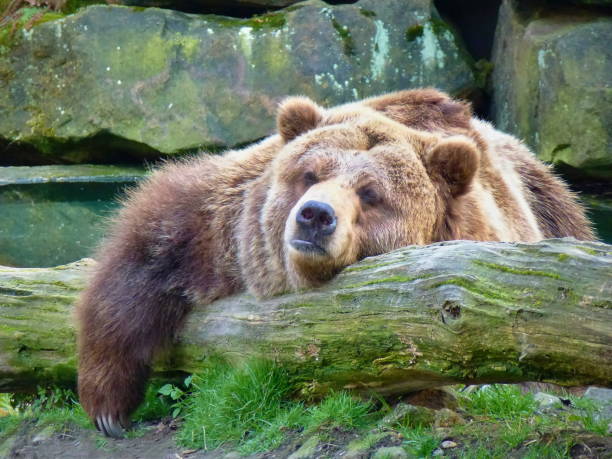 istock Grizzly bear laying among rocks 1133605324