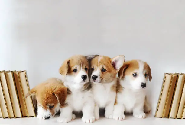 Photo of Cute little puppies on shelf with books on light background