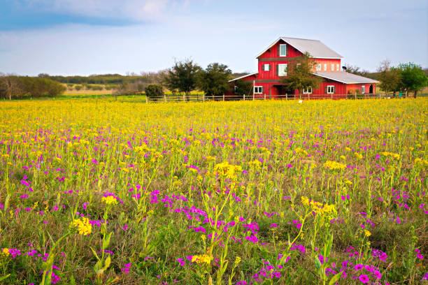 istock Spring Wildflowers in Texas Hill Country 1133605370
