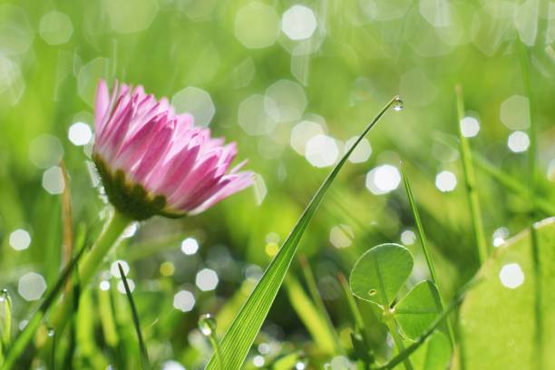 istock Morning dew and beautiful daisy in the grass 1133605391