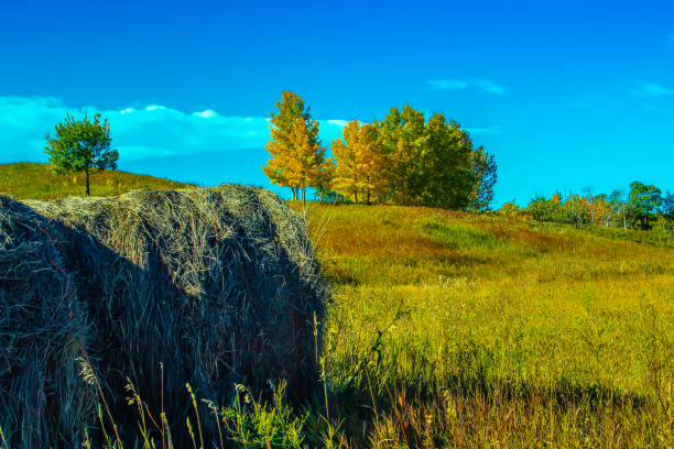 colores de otoño y balas de heno, condado de foothills, alberta, canadá - okotoks fotografías e imágenes de stock