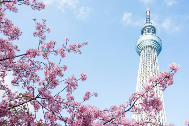 日本の春には東京スカイツリーと桜が咲きます。 - tokyo tower ストックフォトと画像