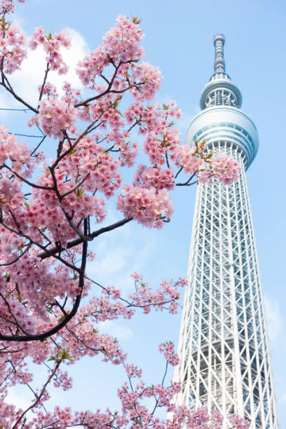 Tokyo Sky Tree and cherry blossom during spring at Japan. Tokyo Sky Tree and cherry blossom during spring at Japan. sumida ward photos stock pictures, royalty-free photos & images