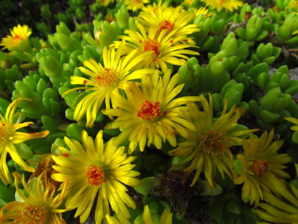 delosperma congestum-delosperma, gelb-blühende ordenspflanze im frühlingsblumenbeet - indian pipe stock-fotos und bilder