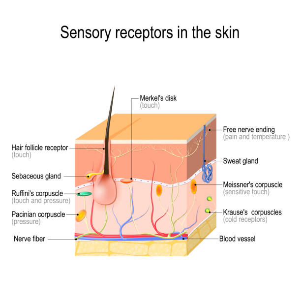 ilustraciones, imágenes clip art, dibujos animados e iconos de stock de receptores sensoriales en la piel. - dermis
