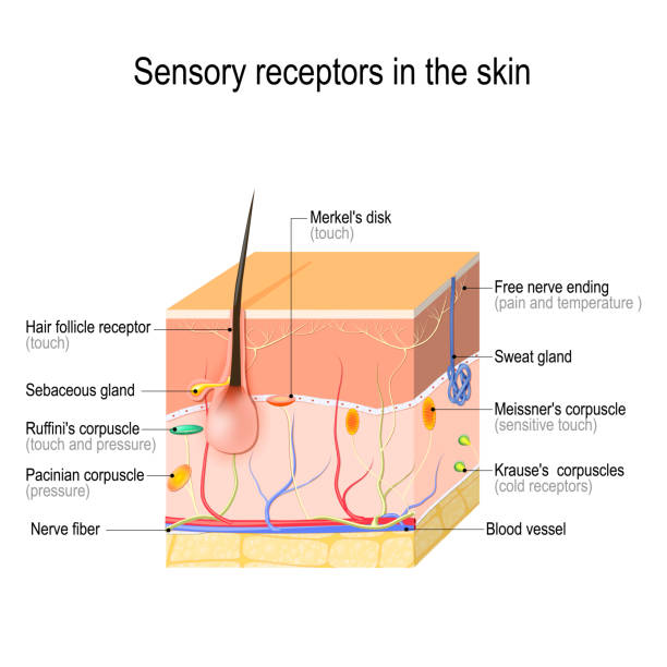 sensory receptors in the skin. sensory receptors in the skin. Pressure, vibration, temperature, pain and itching are transmitted via special receptory organs and nerves. Vector illustration for biological, science, medical and educational use dermis stock illustrations