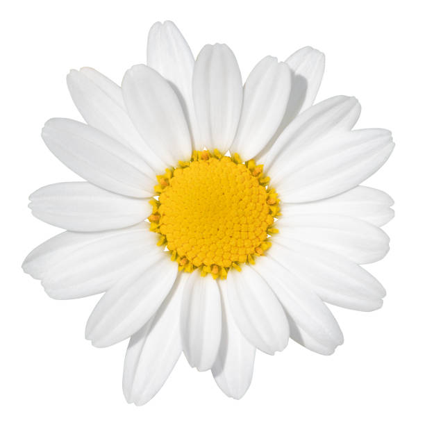 encantadora margarita blanca (margarita) aislada sobre fondo blanco, incluyendo trazado de recorte. - spring close up daisy yellow fotografías e imágenes de stock