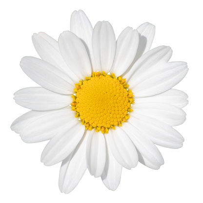 Lovely white Daisy (Marguerite) isolated on white background, including clipping path. Germany.