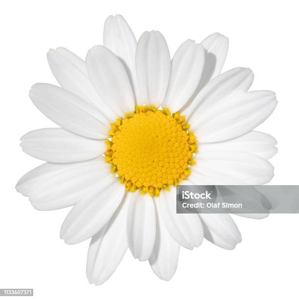 Lovely White Daisy Isolated On White Background Including Clipping Path Stock Photo - Download Image Now