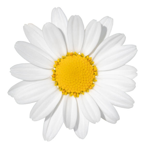 urocza biała daisy (małgorzata) odizolowana na białym tle, w tym ścieżka przycinająca. - german chamomile chamomile plant flower part temperate flower zdjęcia i obrazy z banku zdjęć